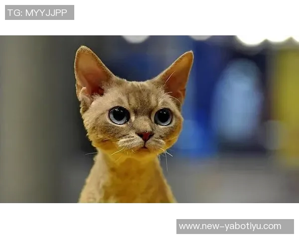 邓罗坦言近期状态低迷难以自认亟需重拾自我信心与竞技状态